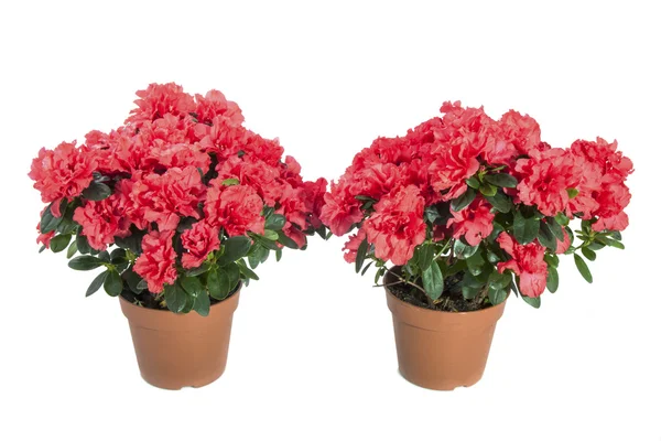 Rhodendendronrhodendendron — Stockfoto