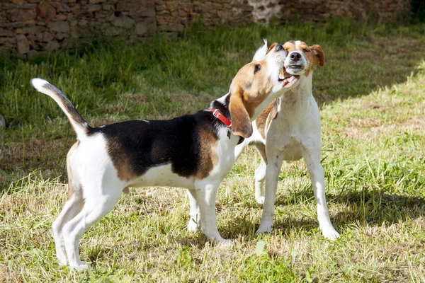 Jogando cães — Fotografia de Stock