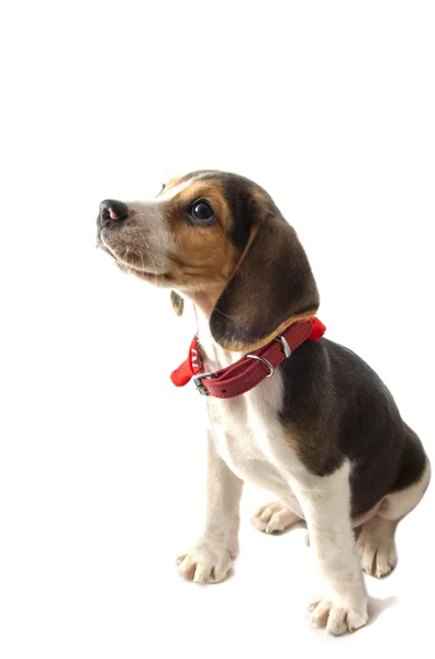 Szczeniak Beagle — Zdjęcie stockowe