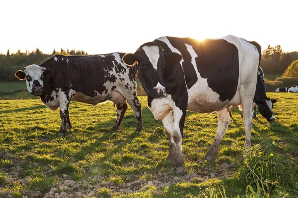 Krávy na západ slunce — Stock fotografie