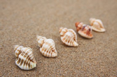 satır içinde kabuklar