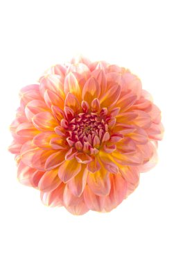 güzel yıldız çiçeği