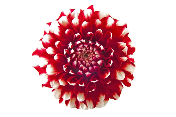 Krásné dahlia — Stock fotografie