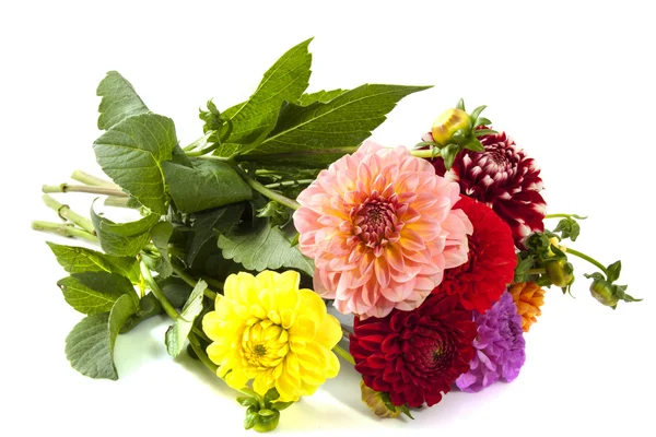 Bouquet dahlia's — Stock Photo, Image