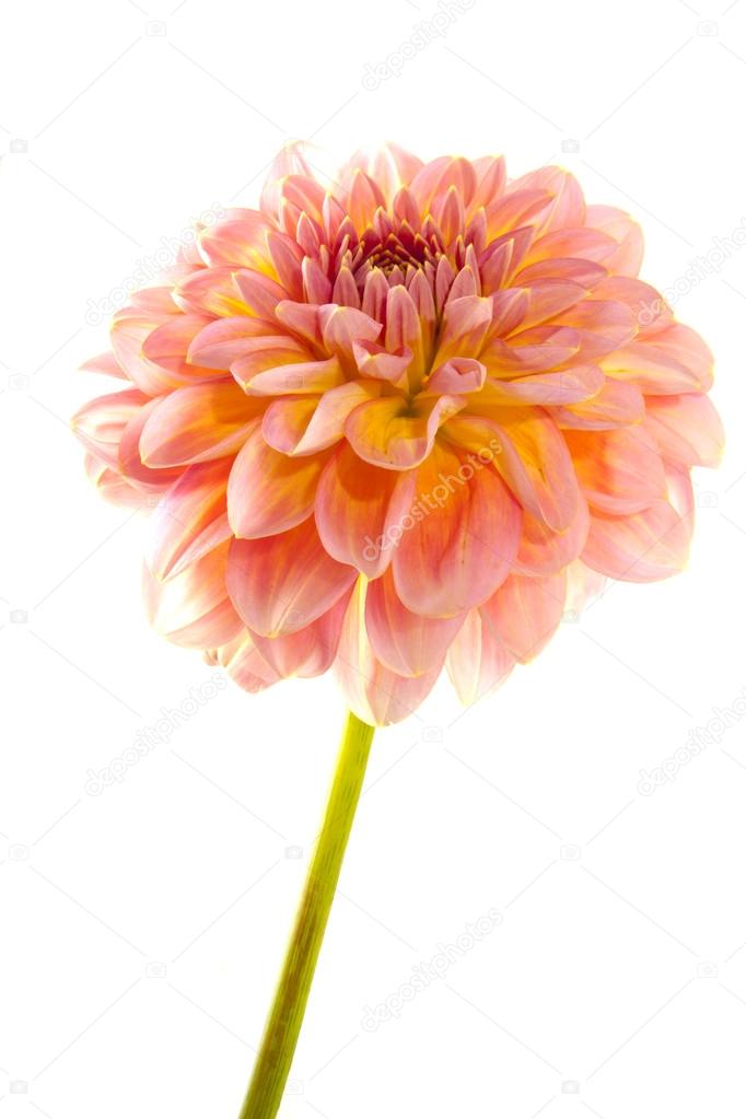 Beautiful dahlia