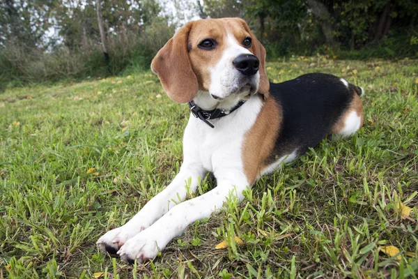 Pan beagle — Zdjęcie stockowe