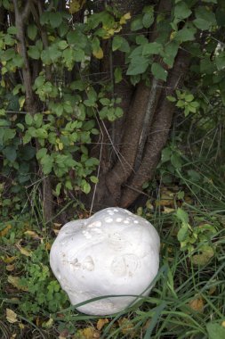 taze bovist
