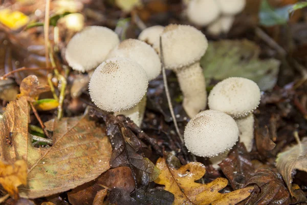 在秋季的蘑菇 — 图库照片