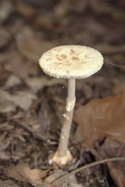 蘑菇在秋天 — 图库照片