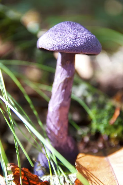 Champiñón púrpura — Foto de Stock