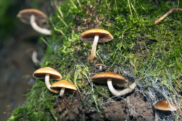 Cogumelos em uma árvore — Fotografia de Stock