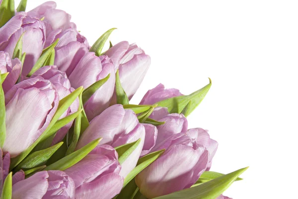 Tulipanes rosados — Foto de Stock