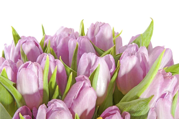 Rosa Tulpen — Stockfoto