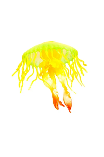 Jellyfish — Stock Photo, Image