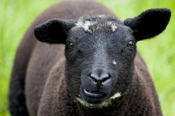 Oveja negra — Foto de Stock