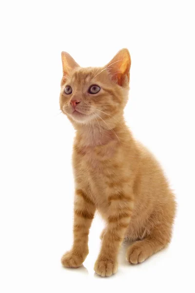 Красный котёнок — стоковое фото