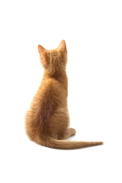 빨간 고양이 로열티 프리 스톡 이미지