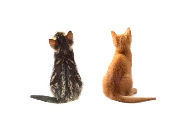 Gatos atrás — Fotografia de Stock
