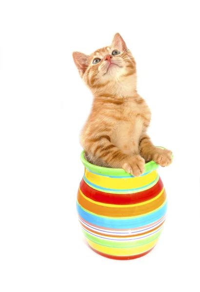 Kitten in flowerpot — Stock Photo, Image