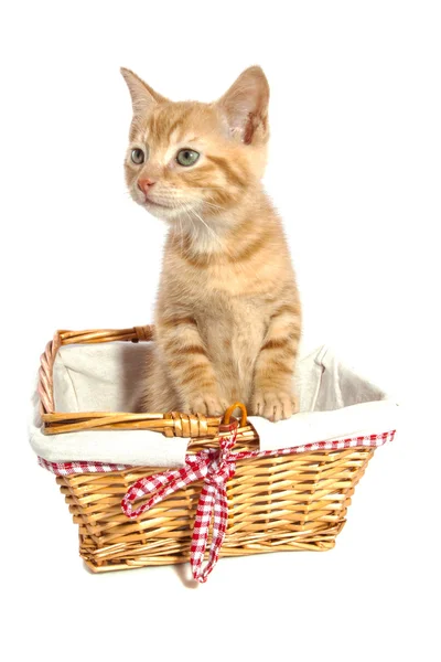 Schattig kitten — Stockfoto