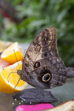 Mavi Morpho Kelebeği