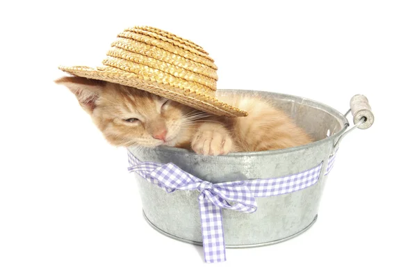 Kitten in bucket — Stock Photo, Image