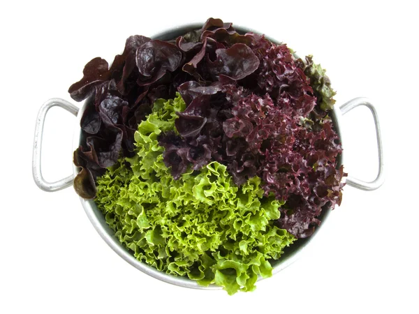 Gesunder Biosalat — Stockfoto