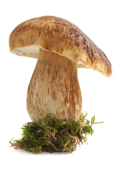 Leckerer Steinpilz — Stockfoto