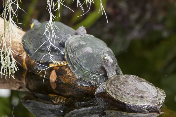 Водяні черепахи Стокове Зображення