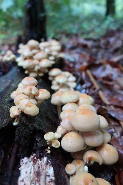 秋の森の木の上に黄色のキノコのグループ — ストック写真