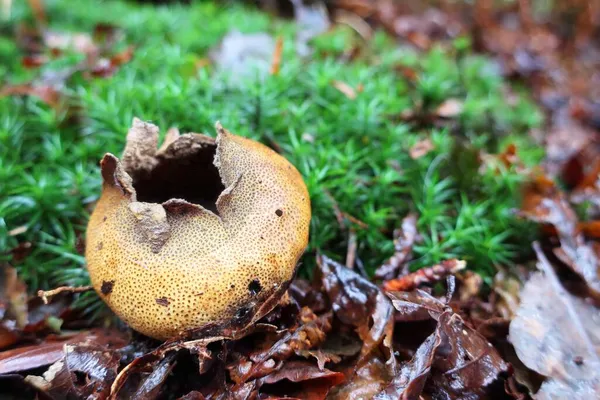 Seta Amarilla Bola Tierra Bosque Otoñal —  Fotos de Stock