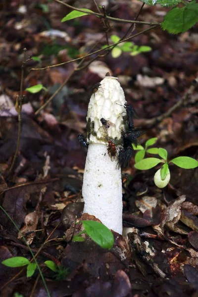 Stinkhorn Mit Fliegen Herbstwald — Stockfoto