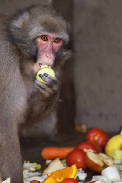 Maimuță Gri Care Mănâncă Legume Fructe — Fotografie, imagine de stoc