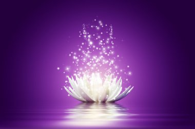 Lotus çiçeği.