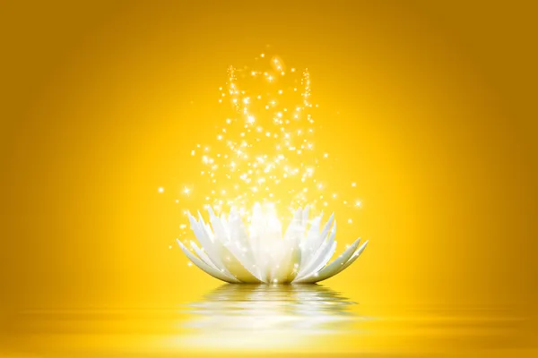 Lotus flower — Stock Photo, Image