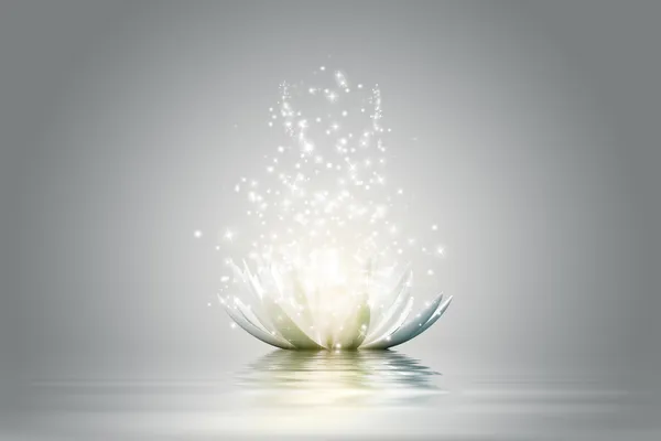 Lotus flower — Stock Photo, Image