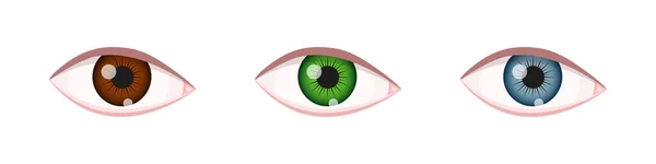 다른 색깔의 눈. 갈색, 녹색, 파란색 홍채가 있는 눈. 인간의 시각 기관이지. 실제적 인 예 — 스톡 벡터