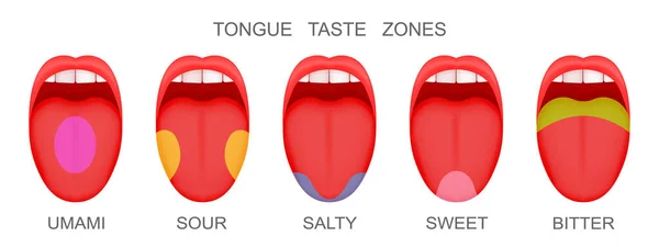 受容体領域を示す舌を突き出した開いた口のセットは、旨味、酸味、塩辛い、甘い、苦い味をマークします。人間の味覚芽の神話 — ストックベクタ