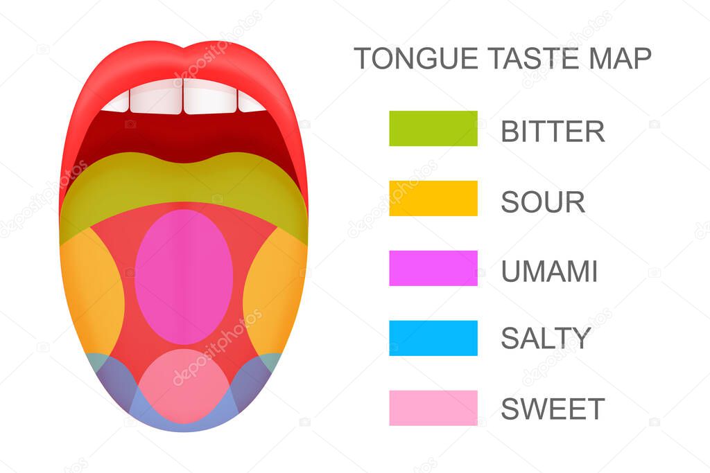 Tongue with taste receptors map sticking out from open mouth. Five flavor zones. Pseudoscientific theory of human taste buds. Vector cartoon illustration