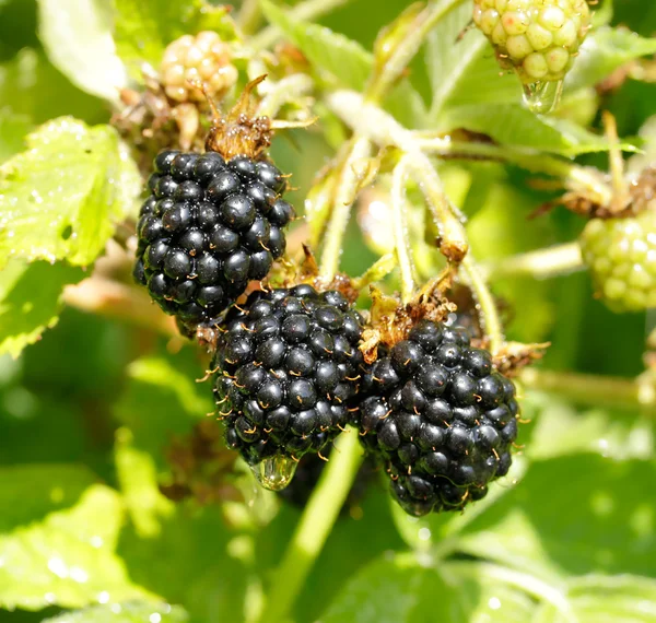 Ripe blackberry on a branch in a garden — Stock Photo, Image