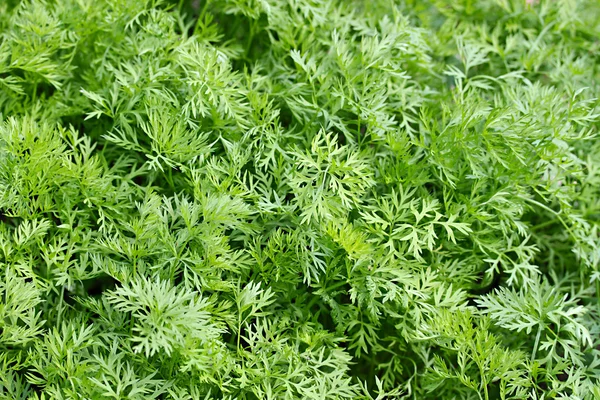 taze dereotu bir sürü