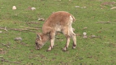 Yeşil çimlerde otlayan küçük bir keçi