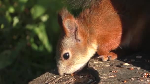 Seekor Tupai Merah Yang Gesit Melompat Pohon Dan Menggigit Kacang — Stok Video