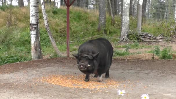 動物園の外のベトナムの豚は化合物飼料を食べています — ストック動画