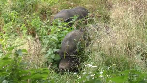 Lop Vietnamita Pigoutside Barriga — Vídeo de Stock