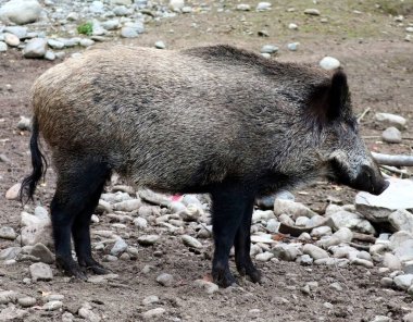 Doğa parkında yaban domuzu. Yaban domuzu tam boy ayakta duruyor..                          