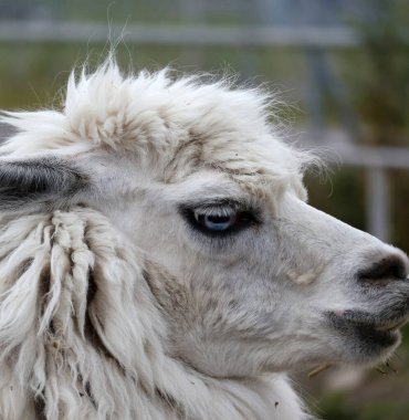 Mavi gözlü beyaz alpaka profili kapat.                        