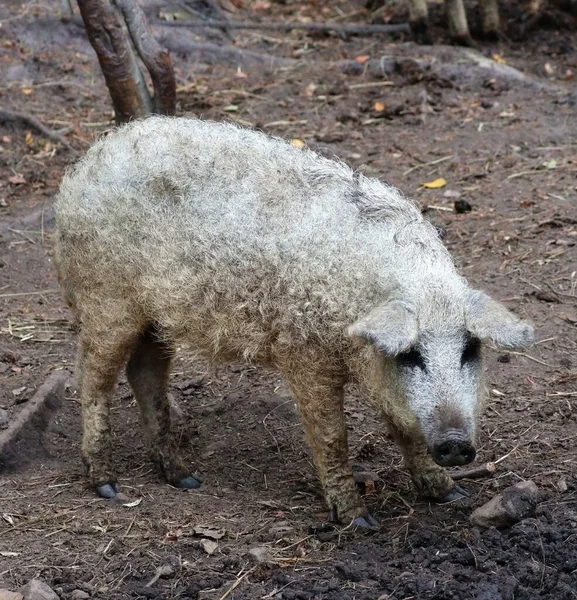 Mangalica Una Raza Húngara Cerdo Doméstico Ganadería — Foto de Stock