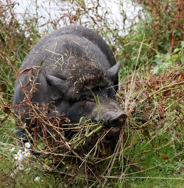 Βιετναμέζικο Γουρούνι Στη Φύση Ξερνάει Και Τρώει Γρασίδι Ζωολογικό Κήπο — Φωτογραφία Αρχείου