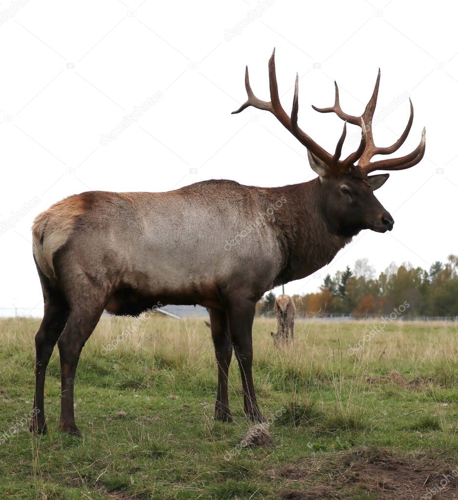 A red deer is standing on the field to its full height.                     